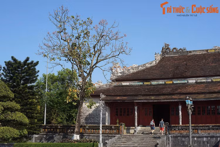 Sau đó, cây ngô đồng được trồng bên nhiều cung điện của Hoàng thành Huế, điểm tô thêm cho diện mạo vốn đã rất tráng lệ của chốn cung đình.