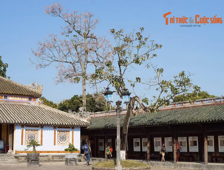 Theo Đại Nam Nhất Thống Chí, vào thời vua Minh Mạng, có hai cây ngô đồng được mang từ Trung Hoa về trồng ở góc điện Cần Chánh (điện này nay không còn). Mỗi mùa xuân, hoa ngô đồng bung nở rất đẹp.