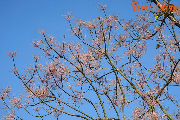 Ngài gõ thử thấy đoạn ngọn thì tiếng quá trong mà nhẹ, đoạn gốc thì tiếng quá đục mà nặng, chỉ có đoạn giữa tiếng hài hòa, có thể dùng được, liền đem ra giữa dòng sông ngâm 72 ngày đêm.