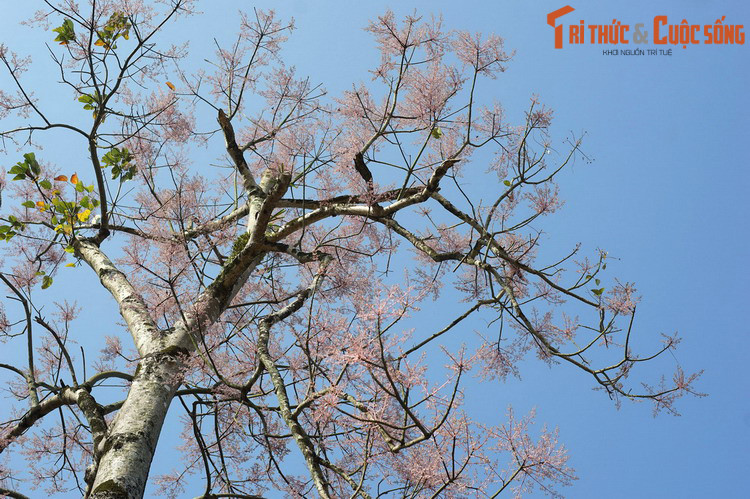 Phục Hy biết cây này là cây gỗ quý, hấp thụ tinh hoa trời đất, có thể làm đồ nhạc khí ảo diệu, liền sai người đốn cây xuống, cắt làm ba đoạn.