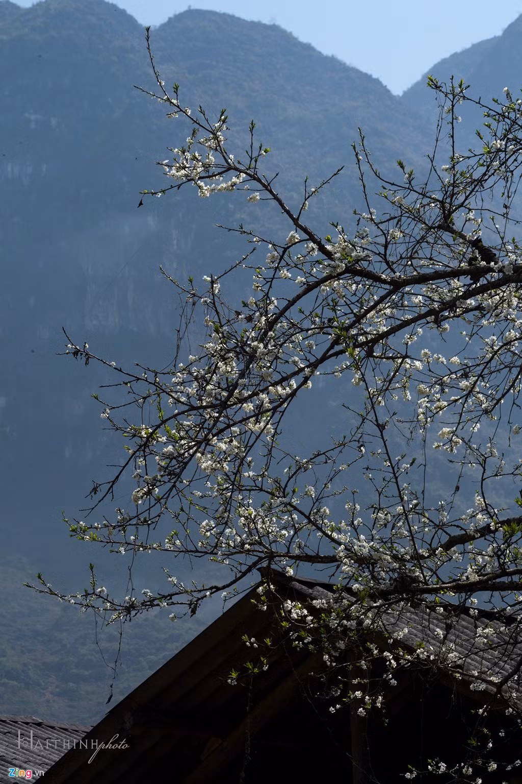 Lác đác những cây mận trắng tô điểm thêm vẻ đẹp núi rừng Tây Bắc.
