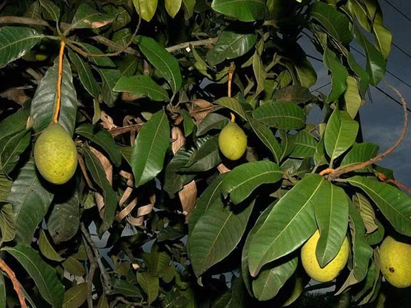 Các chuyên gia cho biết, lá xoài có chứa các khoáng chất, enzyme, chất chống oxy hóa và vitamin có tác dụng trị tiểu đường hiệu quả. Bên cạnh đó, lá xoài còn có tác dụng trị các bệnh hen suyễn, viêm phế quản, giãn tĩnh mạch, mất ngủ, sốt và tiêu chảy. (Nguồn ảnh: Boldsky)