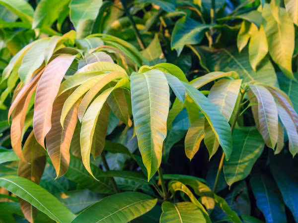 Lưu ý, bạn nên dùng bài thuốc này từ 1-2 tháng để cảm nhận được hiệu quả rõ rệt nhất.