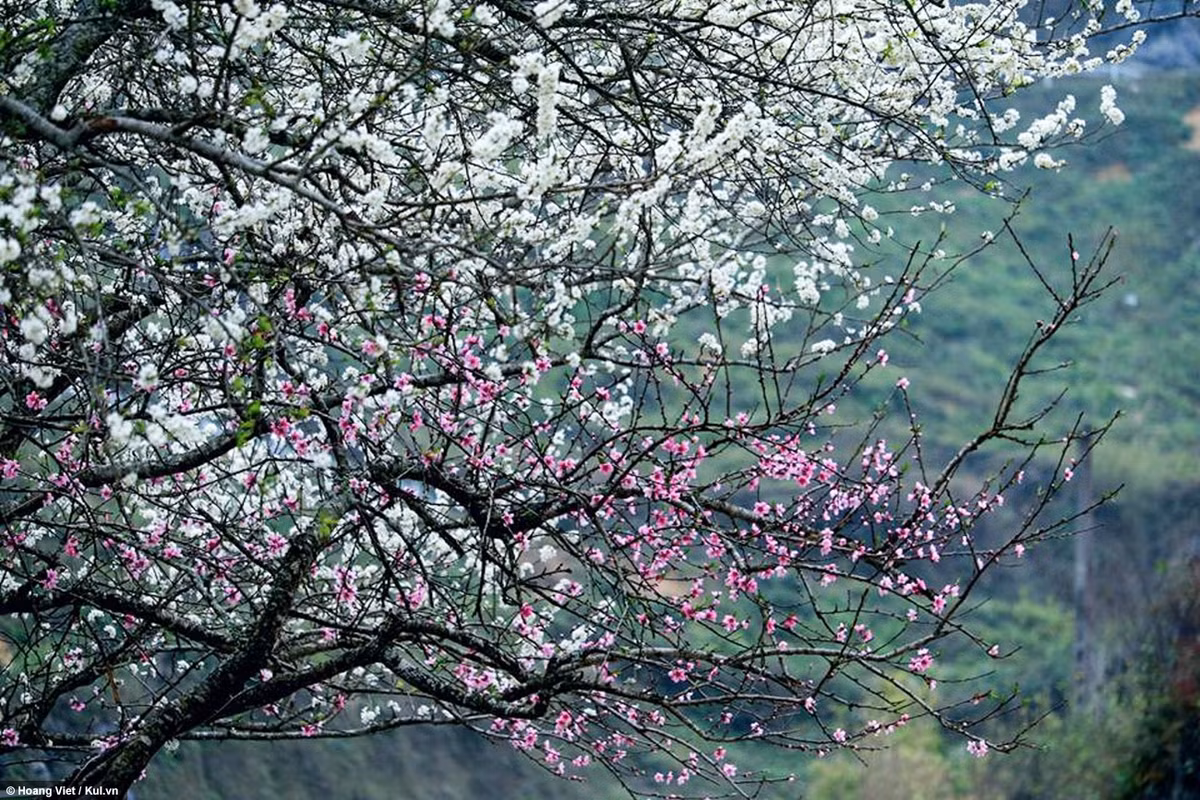 Nhiều du khách không quản ngại đường xá xa xôi, khó khăn, đến với Hà Giang để tận mắt thấy hệ thống đá tai mèo hùng vĩ, những cung đường đèo hiểm trở, hay bốn mùa hoa sắc.