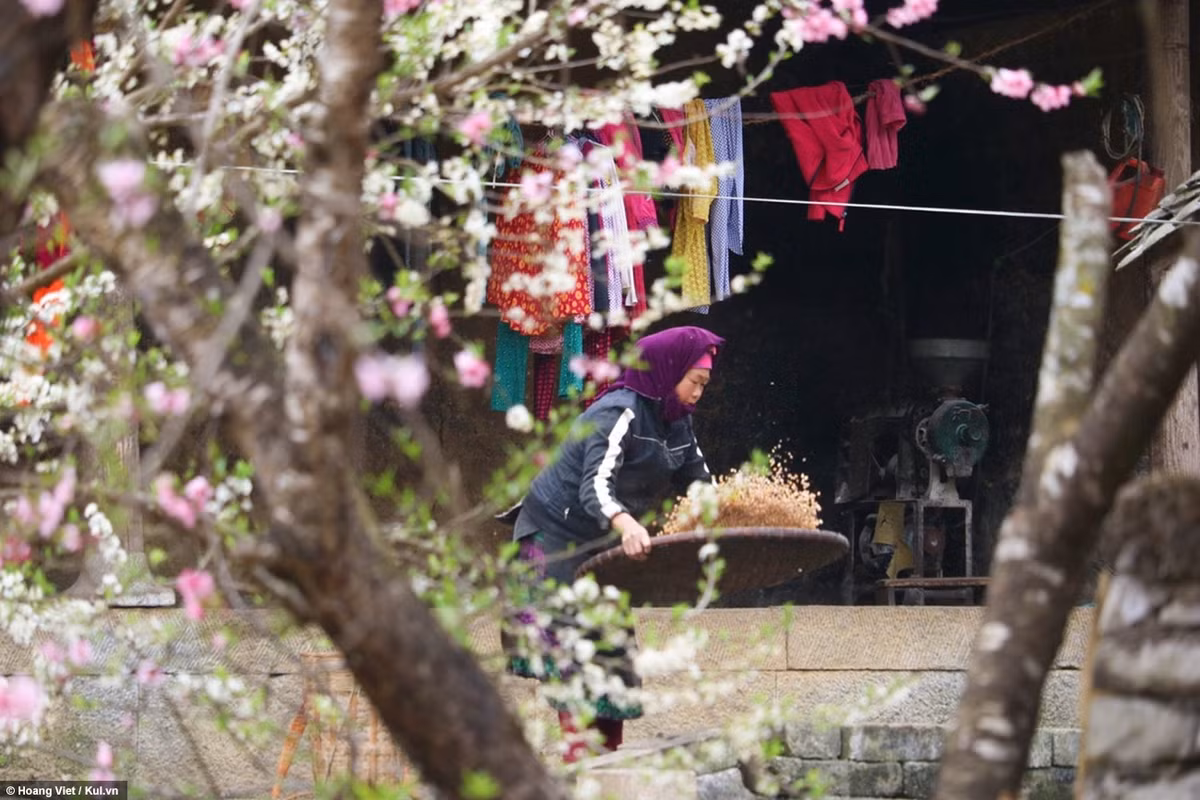 Như mọi năm, quang cảnh Hà Giang hùng vĩ, hoa nở nổi bật trên nền xanh của núi rừng, xám của núi đá và xanh trong của bầu trời, sắc thắm lộng lẫy đầy bí ẩn ấy sẽ nổi bật và làm sáng cả bầu trời. Kỳ diệu hơn khi trời càng lạnh thì hoa càng tươi, càng đẹp hơn nữa.