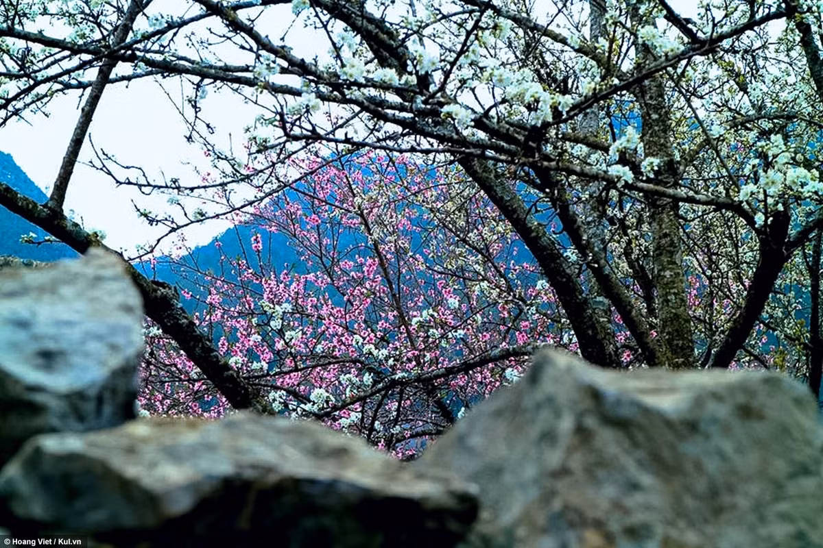 Cứ từ tháng 2 hoa đào ở Hà Giang đã bắt đầu chớm nở những nụ đầu tiên và dự kiến cuối tháng 2 đầu tháng 3 này hoa đào sẽ tiếp tục nở rộ rực rỡ hơn nữa.