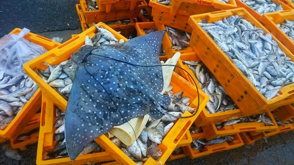 Ngư dân thường ra biển lúc 2h và trở về từ 5-8h. Khi đó, cả khu vực bến tàu nhộn nhịp tiếng nói cười, mua bán...