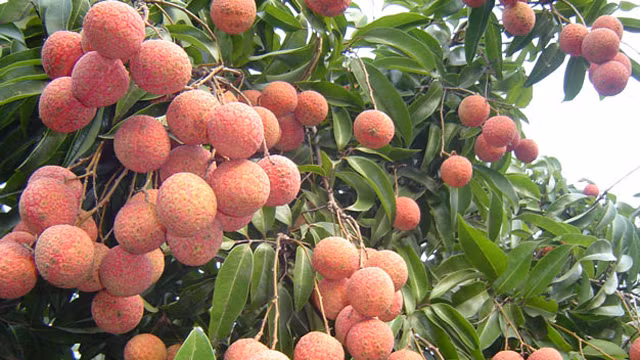 Chong ung thu, tang ham muon cuc tot nho ... qua vai