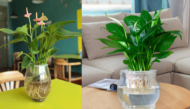 5 loai cay “xin” nhu dieu hoa, vua mat lai loc sach khong khi