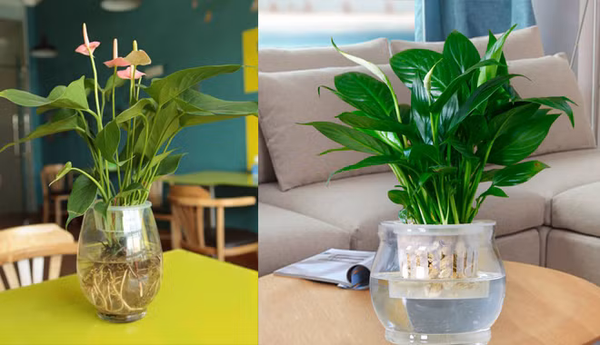 5 loai cay “xin” nhu dieu hoa, vua mat lai loc sach khong khi