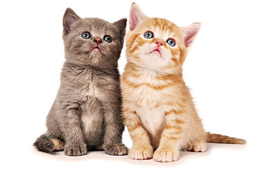 Nhìn chung, sang năm 2020, cuộc sống của những người cầm tinh con mèo sẽ dư dả, sung túc, không phải lo lắng nhiều. * Thông tin chỉ mang tính chất tham khảo, chiêm nghiệm.