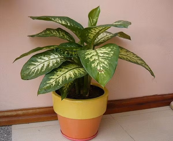 Bo ngay loi phong thuy nay keo lam an that bat, vo chong luc duc-Hinh-4