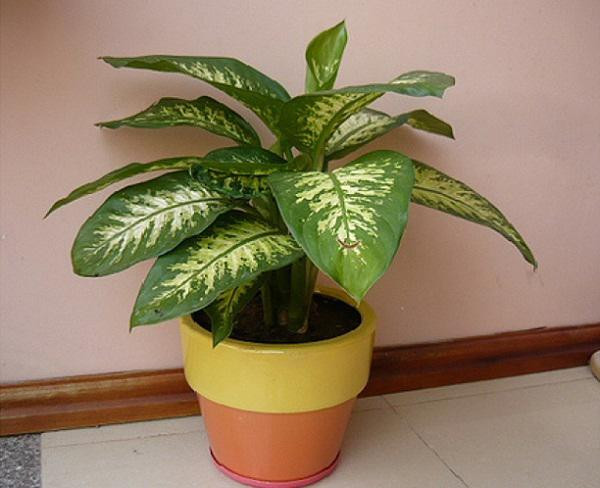 Bỏ ngay lỗi phong thủy này kẻo làm ăn thất bát, vợ chồng lục đục - Hình 4 Bo ngay loi phong thuy nay keo lam an that bat, vo chong luc duc-Hinh-4