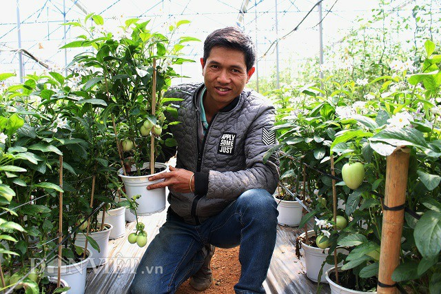 Dac san Tet: Trong dua pepino ti hon vao chau, khong lo dung hang