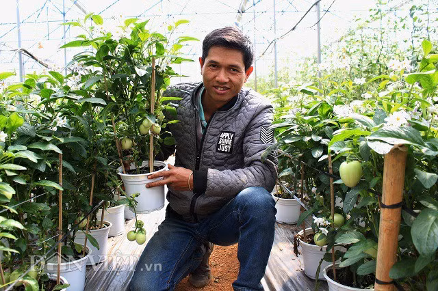 Dac san Tet: Trong dua pepino ti hon vao chau, khong lo dung hang