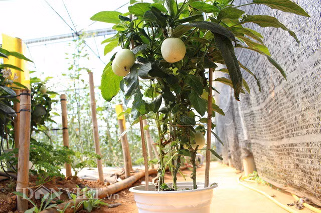 Dac san Tet: Trong dua pepino ti hon vao chau, khong lo dung hang-Hinh-2