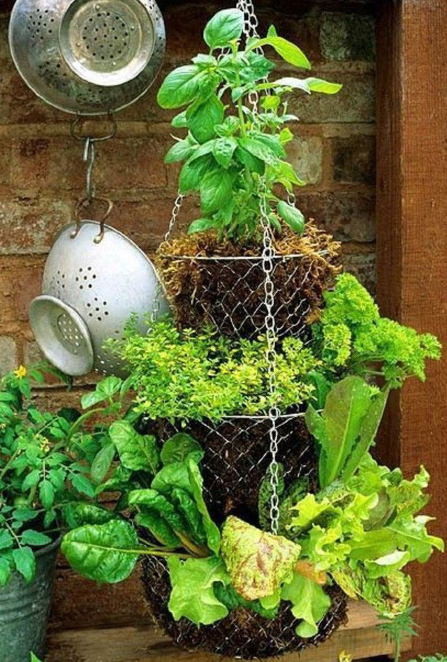 10. Vườn treo Trong trường hợp bạn vẫn đang tìm kiếm ý tưởng vườn treo thú vị và độc đáo thì tất cả những gì bạn phải làm là sử dụng không gian ban công nhỏ để treo. Đây là một ý tưởng tuyệt vời thậm chí còn hiệu quả hơn so với việc sử dụng giá giày.