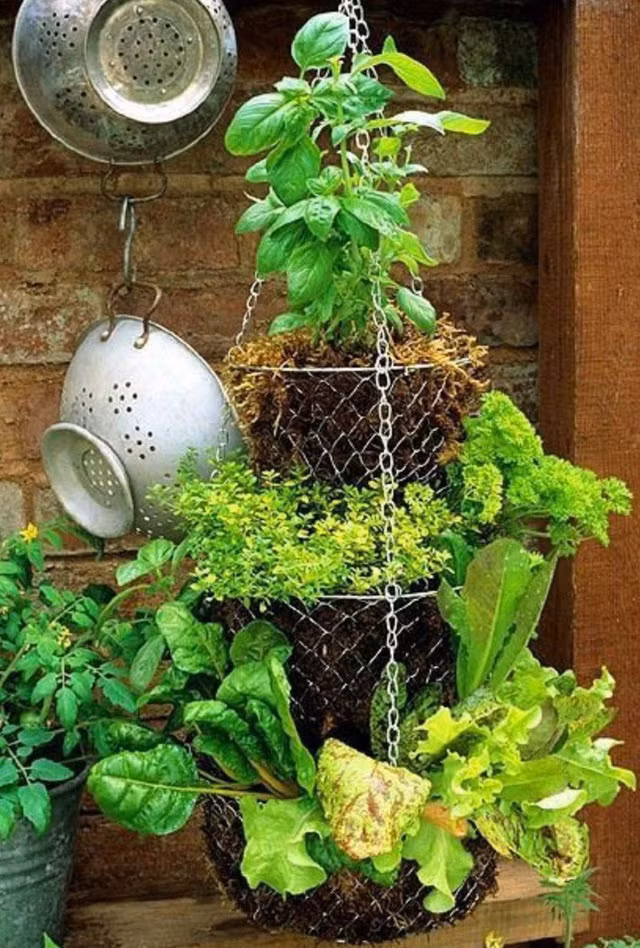 10. Vườn treo Trong trường hợp bạn vẫn đang tìm kiếm ý tưởng vườn treo thú vị và độc đáo thì tất cả những gì bạn phải làm là sử dụng không gian ban công nhỏ để treo. Đây là một ý tưởng tuyệt vời thậm chí còn hiệu quả hơn so với việc sử dụng giá giày.