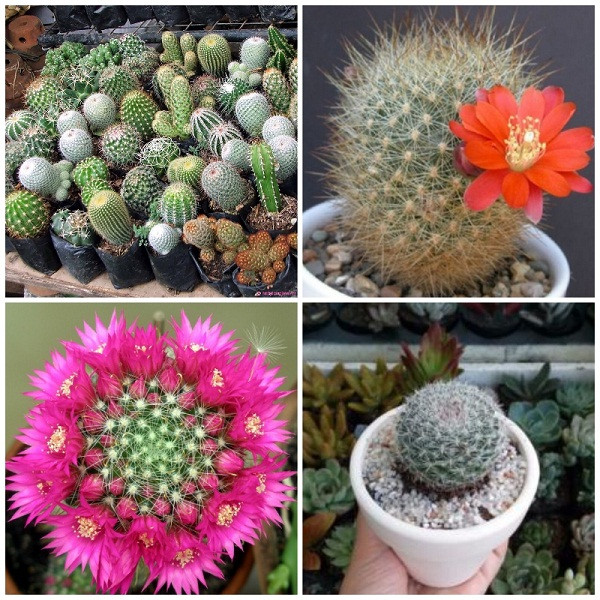 Cây xương rồng: Mặc dù được biết đến là một trong những loại cây hóa hung rất tốt nhưng trong phong thủy, không nên trồng xương rồng trong nhà vì nó hình dáng bên ngoài rất đặc biệt. Những chiếc gai nhọn quanh thân cây tạo ra sát khí cao, gây ra năng lượng xấu cho căn nhà, ảnh hưởng tới con đường tài lộc cũng như sức khỏe của gia chủ.