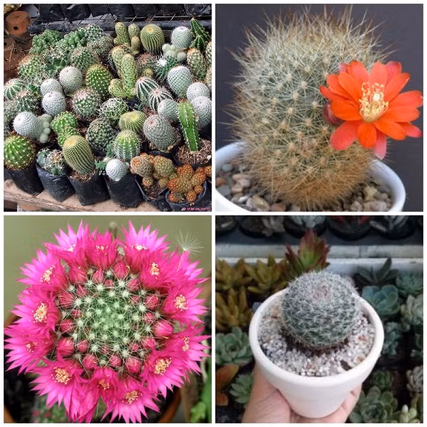 Cây xương rồng: Mặc dù được biết đến là một trong những loại cây hóa hung rất tốt nhưng trong phong thủy, không nên trồng xương rồng trong nhà vì nó hình dáng bên ngoài rất đặc biệt. Những chiếc gai nhọn quanh thân cây tạo ra sát khí cao, gây ra năng lượng xấu cho căn nhà, ảnh hưởng tới con đường tài lộc cũng như sức khỏe của gia chủ.