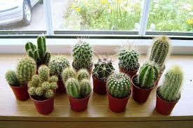 Ngoài ra, nếu đặt chậu xương rồng ở phòng khách - nơi các thành viên tụ họp, thư giãn - thì loại cây này cũng sẽ gây ảnh hưởng tới hòa khí giữa các thành viên trong gia đình.