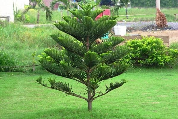 Cây bách: Cây bách là loại cây đại diện cho sự trường thọ, vĩnh cửu nên được nhiều người chọn lựa làm cây cảnh trong nhà. Tuy nhiên, người xưa lại chọn loại cây này để trồng bên cạnh phần mộ nên nó bị coi là loại cây dẫn dụ ma quỷ đến nhà, khiến gia đình bị xáo trộn nên đến tận bây giờ, bách vẫn không phải là loài cây được khuyến khích trồng trong nhà.