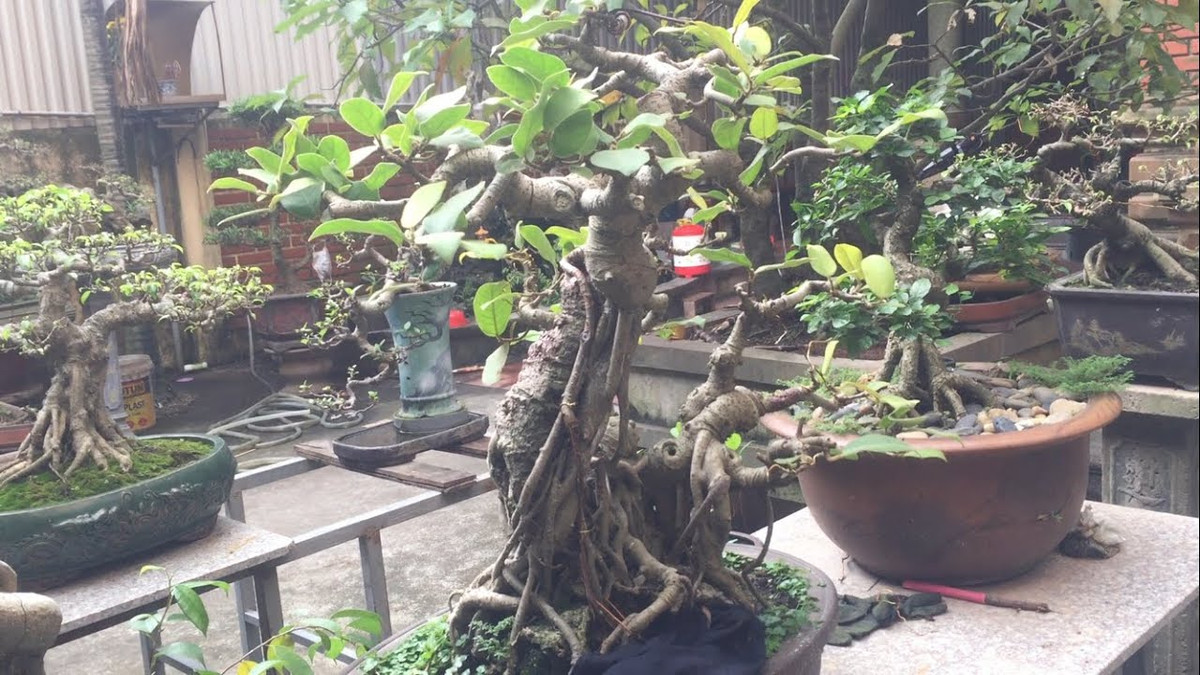 Cây đa bonsai: Cây đa thường có rễ rất to, thô và điều này trong phong thủy bị coi là gây mất cân bằng cho ngôi nhà của bạn, gây ảnh hưởng tới việc làm ăn, sức khỏe của những người sống trong nhà. Hơn nữa, cây đa thường được trồng ở miếu, đền thờ nên không thích hợp trồng trong nhà.