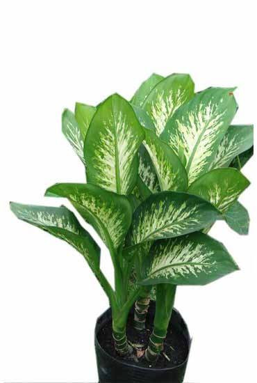 Cây vạn thiên thanh: Cây vạn thiên thanh thuộc họ ráy, có hình dáng rất đẹp với tán lá rộng, có nhiều vân màu đẹp mắt nên rất được ưa chuộng trồng làm cây cảnh trong nhà. Tuy nhiên, ít ai biết được vạn thiên thanh lại là một trong những loại cây không nên trồng trong nhà bởi tất cả các bộ phận của loại cây cảnh này đều có độc.