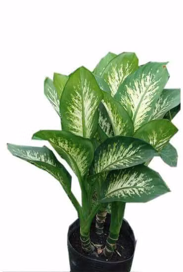 Cây vạn thiên thanh: Cây vạn thiên thanh thuộc họ ráy, có hình dáng rất đẹp với tán lá rộng, có nhiều vân màu đẹp mắt nên rất được ưa chuộng trồng làm cây cảnh trong nhà. Tuy nhiên, ít ai biết được vạn thiên thanh lại là một trong những loại cây không nên trồng trong nhà bởi tất cả các bộ phận của loại cây cảnh này đều có độc.