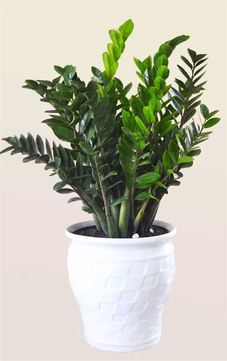 Những loại cây có lá dài, nhọn: Những loại cây có lá dài, nhọn như loại cây thuộc họ quyết, họ cát đằng thường mang tính âm nên khi trồng trong nhà, chúng sẽ mang âm khí vào trong ngôi nhà của bạn, khiến những thành viên trong gia đình thường xuyên gặp chuyện không may mắn. Ngoài ra, chúng còn sinh ra hung khí, dễ làm người sống trong nhà xảy ra cãi cọ, vướng vào chuyện tranh chấp đất cát, công việc không được thuận buồm xuôi gió.