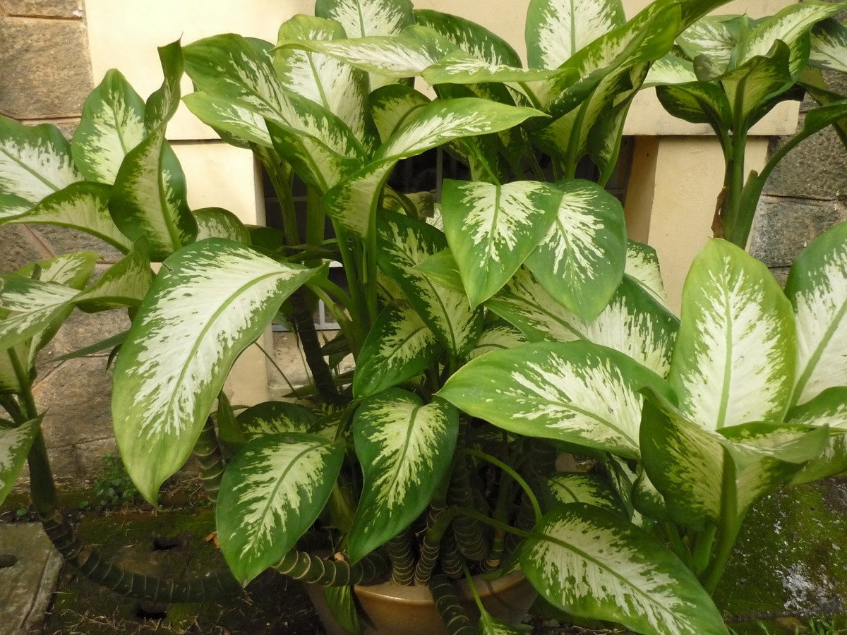 Cây môn trường sinh: Nhựa trong hoa và lá của cây môn trường sinh có chứa axit oxalat và asparagine, gây ngứa da khi tiếp xúc. Thế nhưng, độc nhất vẫn là quả của nó bởi nếu ăn nhầm, chúng sẽ khiến khoang miệng, yết hầu bị sưng đau, thậm chí là tổn thương tới dây thanh. Do đó, cây trường môn trường sinh bị liệt vào danh sách những loại cây không nên trồng trong nhà mà bạn cần lưu ý. *)Title do Kiến Thức biên tập lại. Thông tin chỉ mang tính tham khảo!