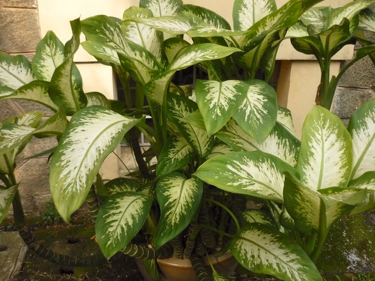 Cây môn trường sinh: Nhựa trong hoa và lá của cây môn trường sinh có chứa axit oxalat và asparagine, gây ngứa da khi tiếp xúc. Thế nhưng, độc nhất vẫn là quả của nó bởi nếu ăn nhầm, chúng sẽ khiến khoang miệng, yết hầu bị sưng đau, thậm chí là tổn thương tới dây thanh. Do đó, cây trường môn trường sinh bị liệt vào danh sách những loại cây không nên trồng trong nhà mà bạn cần lưu ý. *)Title do Kiến Thức biên tập lại. Thông tin chỉ mang tính tham khảo!