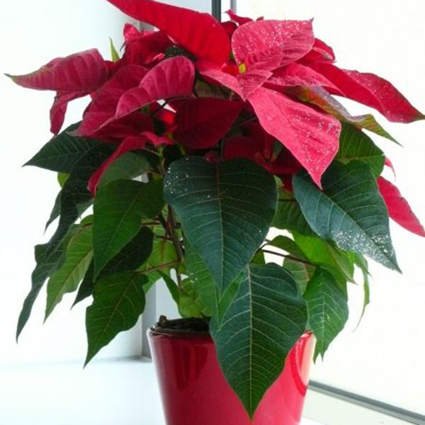 Cây trạng nguyên: Loài cây này có lá màu đỏ, nhìn từ xa ngỡ như những bông hoa đỏ rực nên được chúng được xếp vào danh sách những cây cảnh trong nhà được nhiều người yêu thích. Thế nhưng, trong thân và lá của cây trạng nguyên có nhựa trắng, nếu tiếp xúc với da sẽ gây ra các hiện tượng dị ứng. Nhẹ thì sưng đỏ, nặng sẽ khiến da bị thối rữa, thậm chí nếu ăn phải cành lá sẽ bị nôn mửa, đau bụng, dẫn đến tử vong.