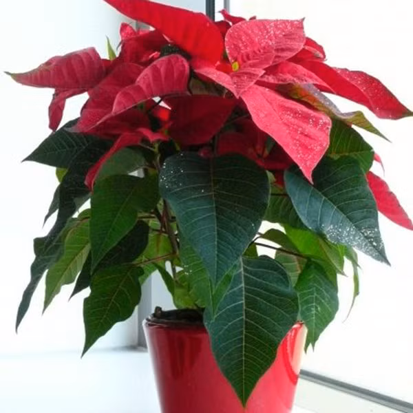 Cây trạng nguyên: Loài cây này có lá màu đỏ, nhìn từ xa ngỡ như những bông hoa đỏ rực nên được chúng được xếp vào danh sách những cây cảnh trong nhà được nhiều người yêu thích. Thế nhưng, trong thân và lá của cây trạng nguyên có nhựa trắng, nếu tiếp xúc với da sẽ gây ra các hiện tượng dị ứng. Nhẹ thì sưng đỏ, nặng sẽ khiến da bị thối rữa, thậm chí nếu ăn phải cành lá sẽ bị nôn mửa, đau bụng, dẫn đến tử vong.