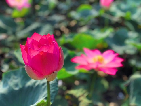 Loài sen này có thể ra hoa nhiều lần trong một năm. Mỗi khi một đợt sen tàn chỉ cần ngắt lá già, cuống hoa sen rồi bón phân là sen lại tiếp tục ra một đợt mới.