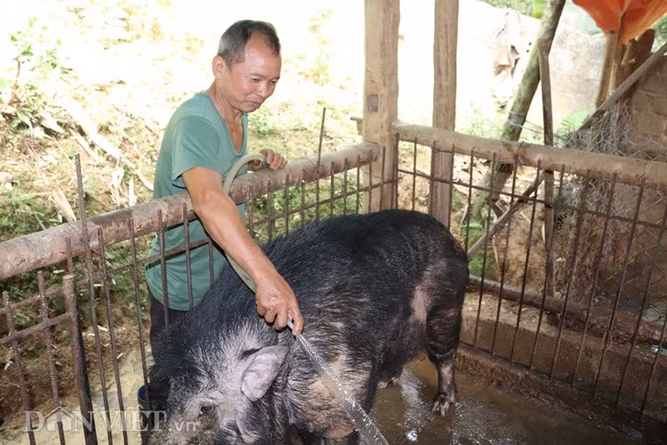 Lão nông Đặng Văn San đang tắm rửa cho con lợn rừng khủng của mình. Để đảm bảo an toàn, chuồng nuôi nhốt con lợn rừng khủng được ông San xây dựng kiên cố bằng bê tông cốt thép.