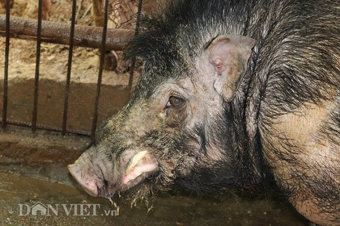 "Quái vật" lợn rừng 200kg, trả giá 40 triệu không bán - Hình 3 Chiếc nanh cong dài, sắc nhọn của "quái vật" lợn rừng kết hợp với sức mạnh vốn có của nó có thể hạ gục bất cứ đối thủ nào một cách nhanh chóng.