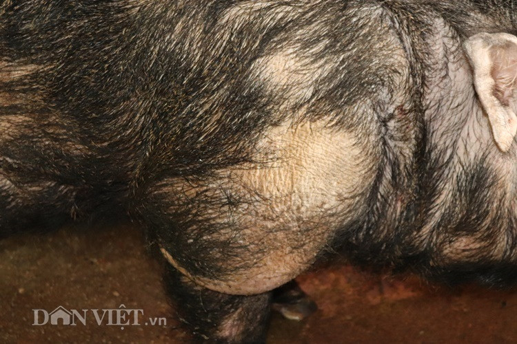 "Quái vật" lợn rừng 200kg, trả giá 40 triệu không bán - Hình 5 Theo ông San, da con "quái vật" này phải dày trên 5cm.