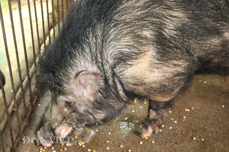 "Quái vật" lợn rừng 200kg, trả giá 40 triệu không bán - Hình 9 Thức ăn của con lợn rừng này chỉ có rau rừng, ngô, thóc, cây chuối. "Đầu tháng tư này, tôi vừa bán một con lợn rừng đực nặng trên 140kg cho khách hàng thân thiết và thu về 21 triệu đồng" - ông San tiết lộ.