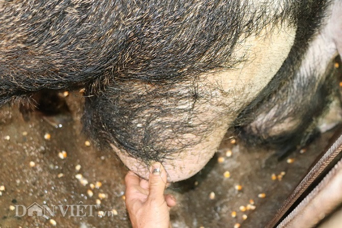 "Quái vật" lợn rừng 200kg, trả giá 40 triệu không bán - Hình 7 Với kích thước cực khủng, 2 bên đôi chân trước của lợn rừng đã phát triển thành bộ yếm săn chắc.