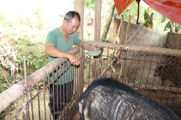 "Quái vật" lợn rừng 200kg, trả giá 40 triệu không bán - Hình 8 "Trước đây, chuồng trại chưa được làm kiên cố, con lợn rừng khủng này sổng khỏi chuồng gây náo loạn cả trang trại. Với trọng lượng hàng tạ của nó, vợ chồng tôi không dám đến gần mà để nó chơi chán trong vườn, khi đói nó tự chui vào chuồng ăn xong rồi ngủ mới nhốt được nó" - ông San kể.