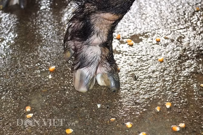 Móng chân lợn rừng khủng của gia đình ông San cũng to hơn bình thường.