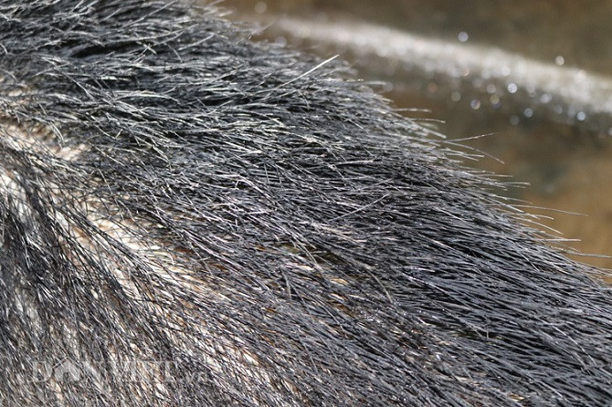 "Quái vật" lợn rừng 200kg, trả giá 40 triệu không bán - Hình 2 Theo ghi nhận của phóng viên Dân Việt, con lợn rừng khủng này của ông San có bộ lông rậm chạy dài theo sống lưng dài khoảng 20cm.