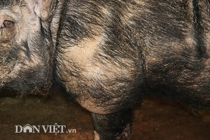 "Quái vật" lợn rừng 200kg, trả giá 40 triệu không bán - Hình 6