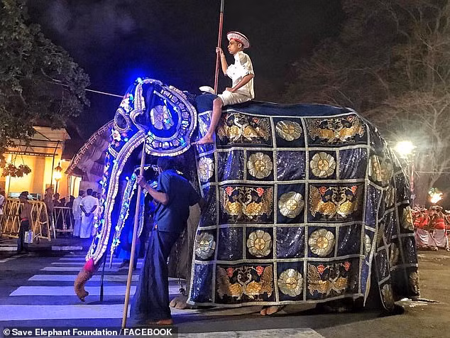 Tikiiri được mặc trang phục lấp lánh trong lễ hội.