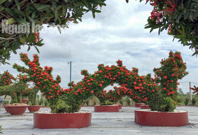 Bien cay trong bo rao thanh kieng 