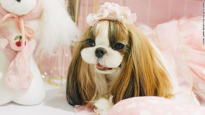 Phuc vu thu cung - nganh cong nghiep 28 ty USD tai Trung Quoc-Hinh-2