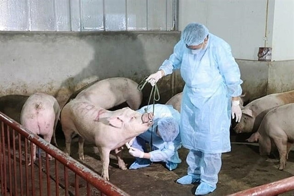 Thuc hu thong tin Viet Nam san xuat thanh cong vac xin phong dich ta heo chau Phi