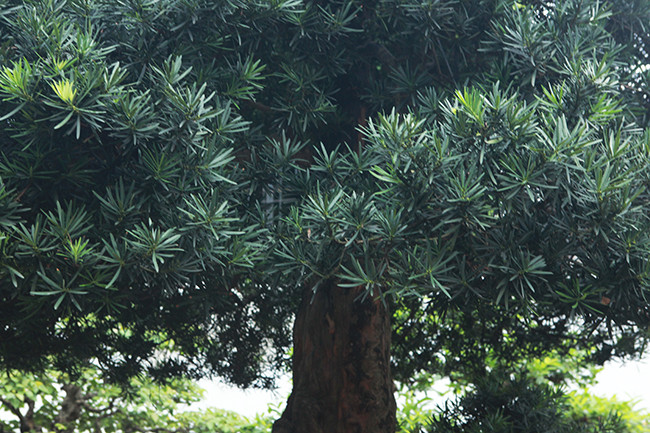 Theo anh Toàn, hiếm có cây tùng nào có được bộ rễ như vậy, “có tiền cũng chưa chắc sở hữu được”. Đây là tùng ta, tự nó cứ bong vỏ ra bên trong đỏ au còn tùng ngoại thân xanh mướt. Cây có thân nổi u cục chứng tỏ cây nhiều năm tuổi.