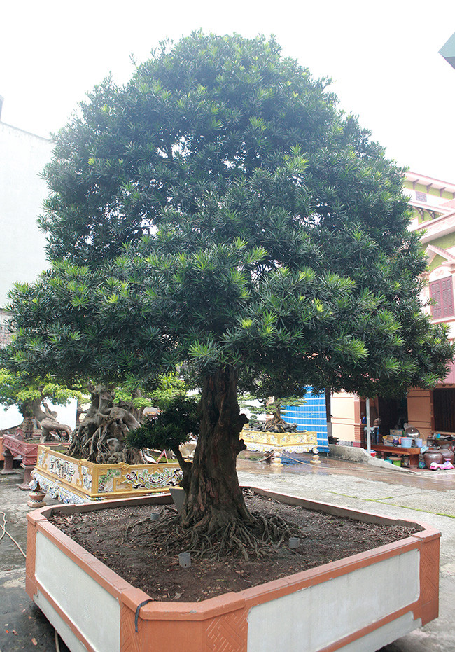 Cây tùng có đường kính gốc khoảng 60cm, cao 4,5m, bông tán tự nhiên. Cây có dáng “độc trụ kình thiên – cây gậy chống trời”. Ông Đặng Huy Huỳnh – Chủ tịch hội đồng cây di sản Việt Nam cho biết, cây tùng cổ này có giá trị về lịch sử và giá trị của đất nước. Đó là một di sản của thiên nhiên, mọi người phải có trách nhiệm bảo vệ